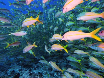 Fakarava Goatfish school